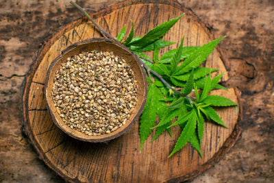 Hemp Seeds: Unveiling the Immunity and Energy Elixir